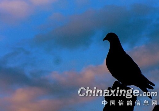 ������Ÿ���֯���й�����ɽ�Ÿ��