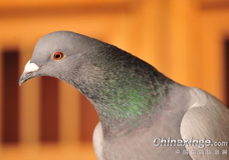 �����ָ���ôѡ����������ѡ��ԭ��