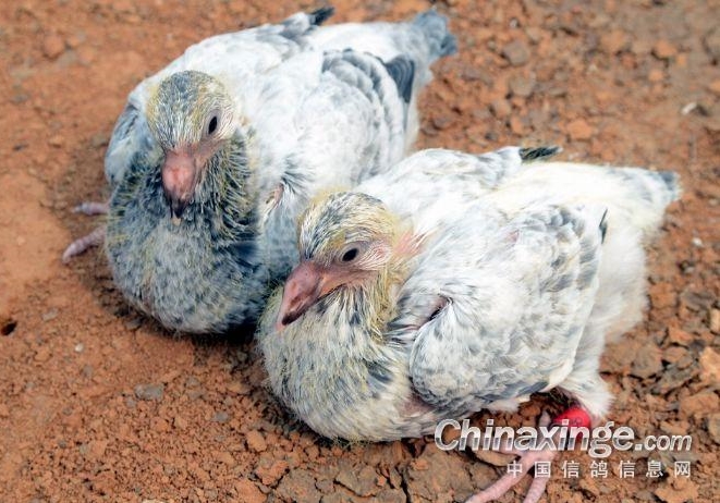 �׸뷢����Ҫ������Ӫ��Ҫ��