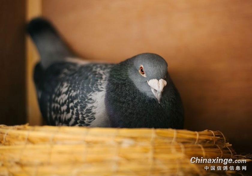 ����С˵�������ɣ��ʮ�ţ�����粨