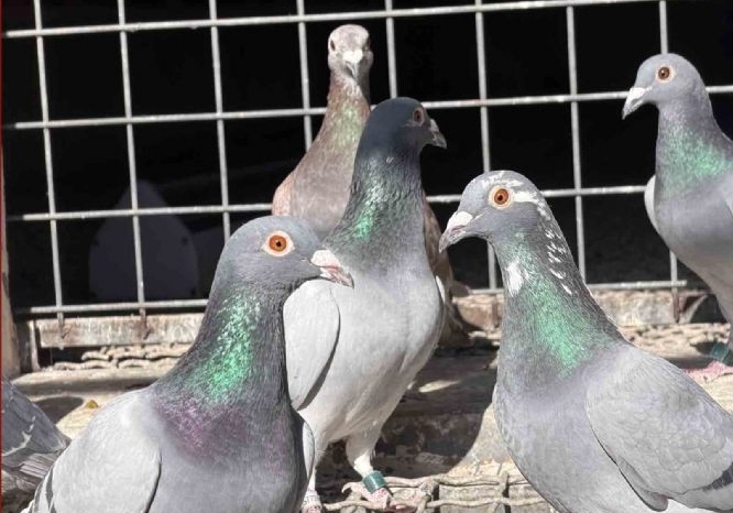 ��߷���1815 ������ͥԤ���Ұ�