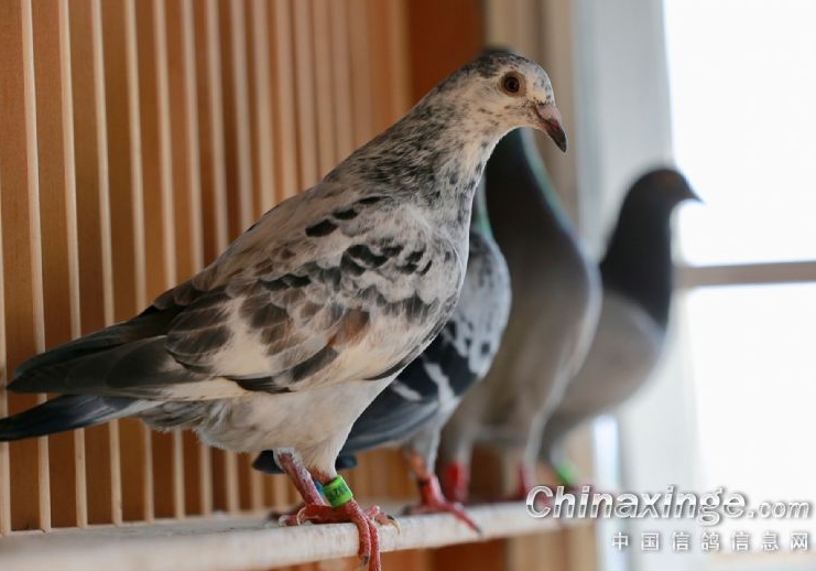 �����мɼ������� �����ȴ��ʱ��