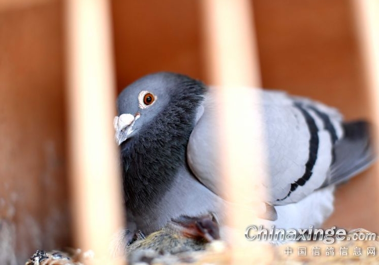 ��������˫���� �������������׸�