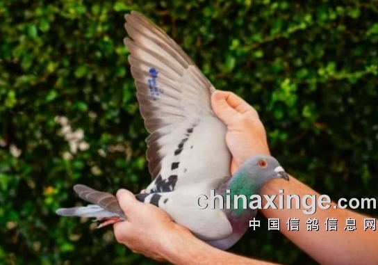 ���������Ӵ��ɸ�λ ���ߵ��ӽ���