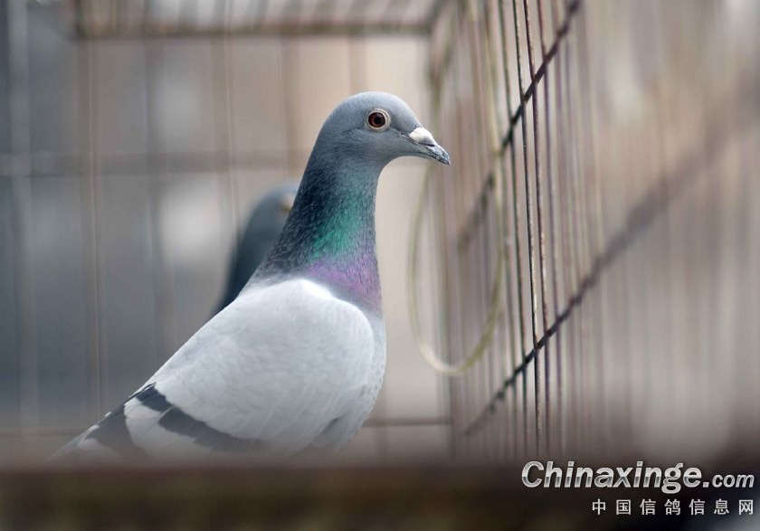 ���룺����ȼ�������Ҫ