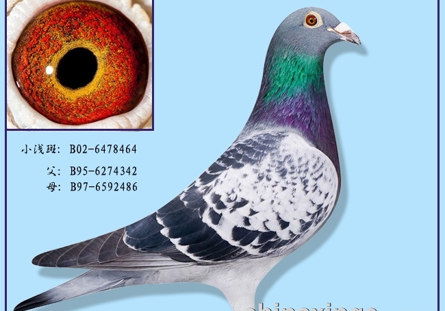 ղɭ���뵵��113��Сǳ��464