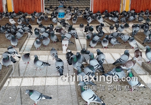 26�긣�����蹫���������