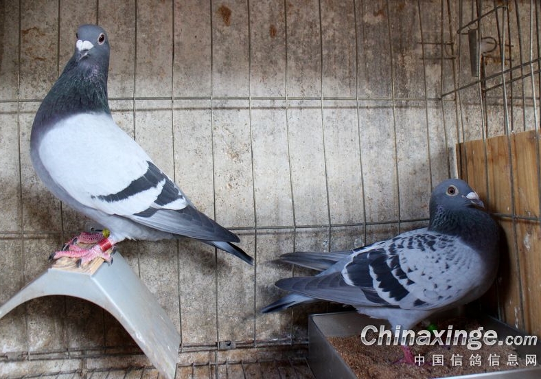 �ָ�һ��Ҫ�����ͣ�