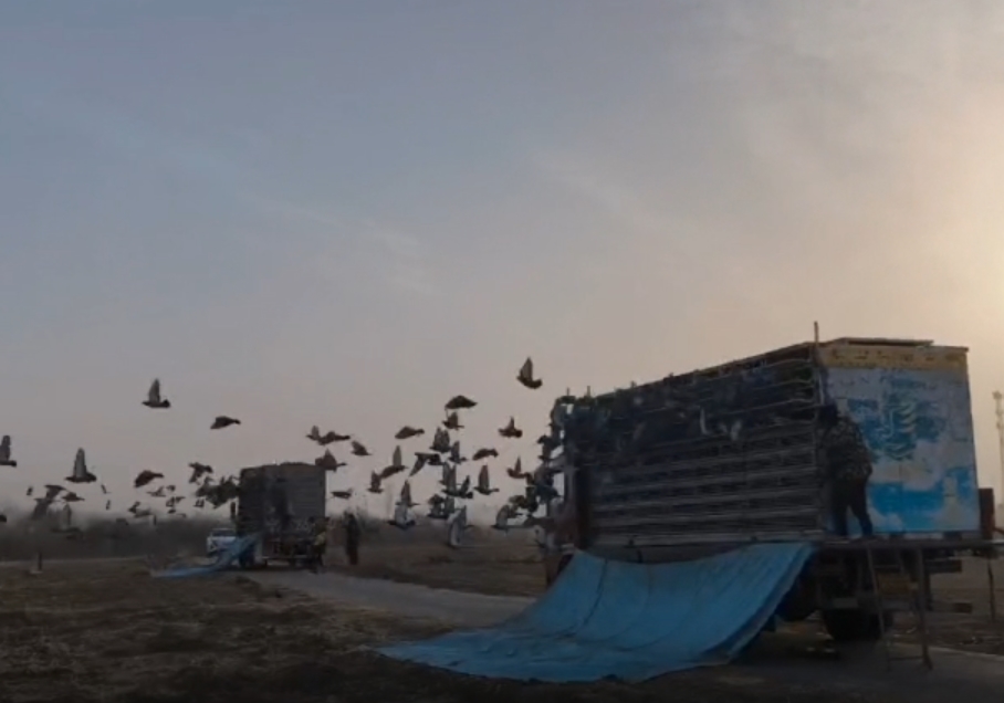 �鳲���˳� �������Ͻ����׹�ǰʮ�Ұ�