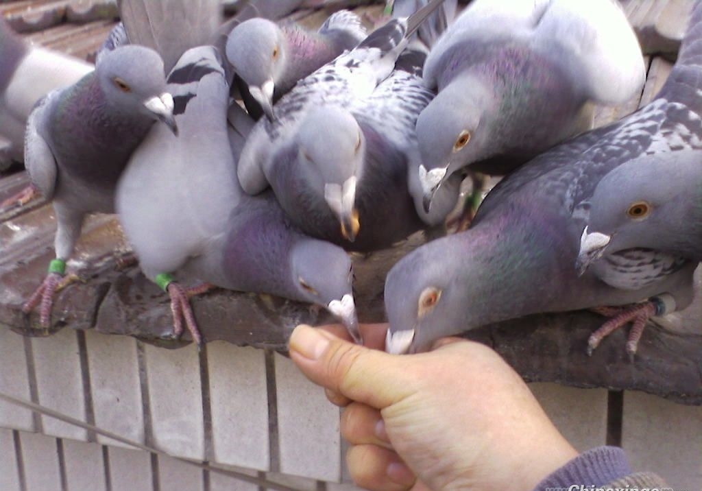 �ø��Ӳ���ֻ���ָ� �ҿ���˹������Ѫϵ����������