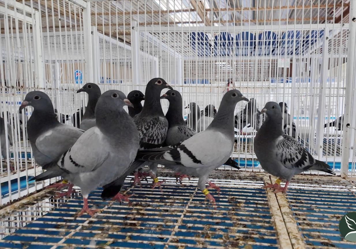 �����湫�� ���պ����ĵ㲻�ȿ�