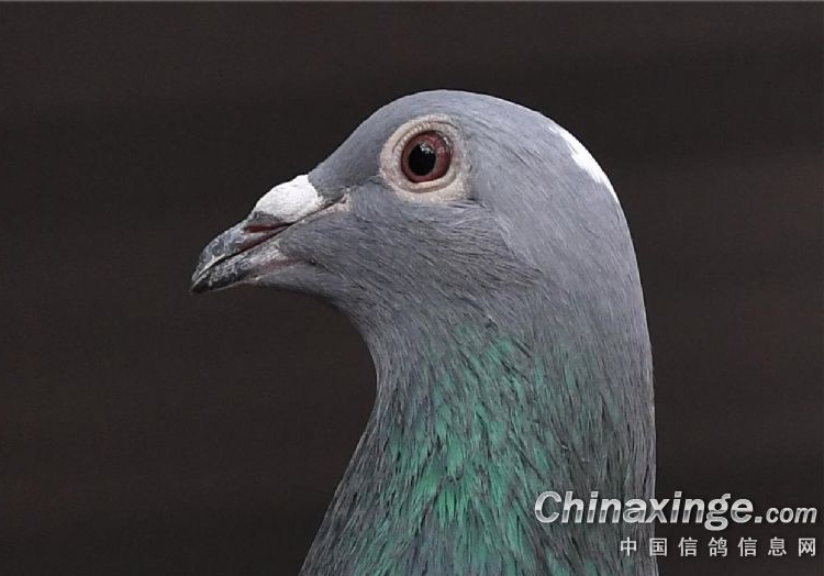 ����桰������ ���桰������