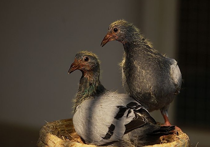 �ø�������䣿