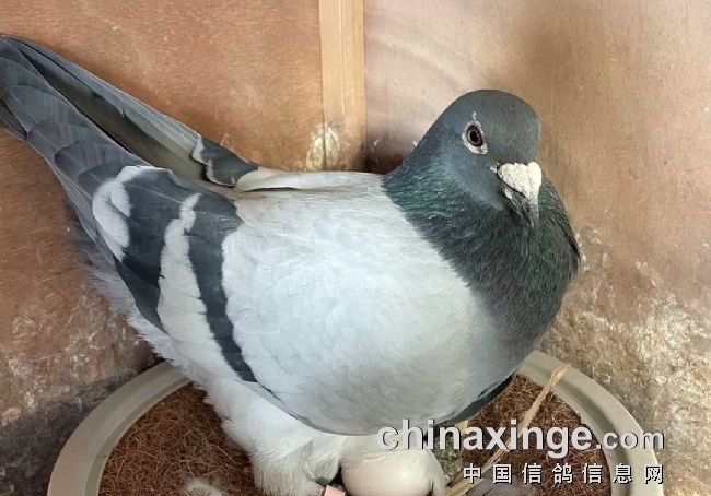 ���أ��������Ϊʲôͷ�ѵ�ƫС��