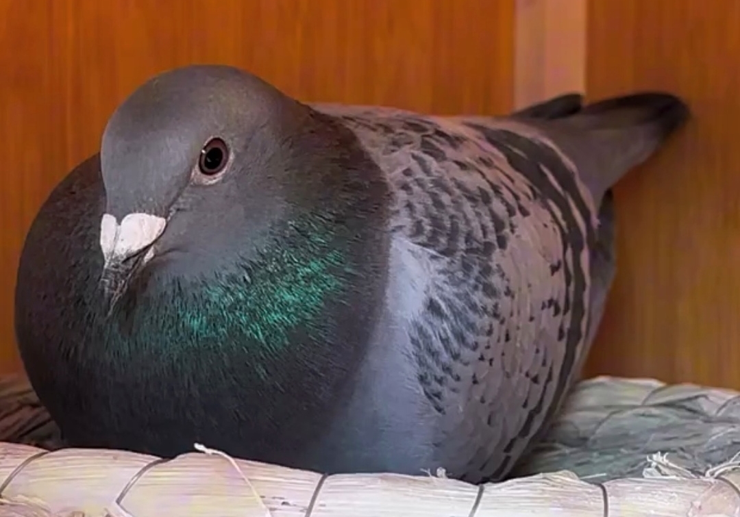 ����ڹؼ�һ�Σ�Ϊ��Ҫ�������ף�