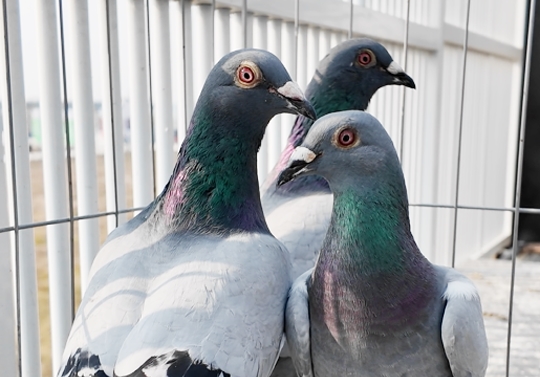 ��ȱ����µ���