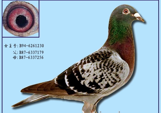 ղɭ���뵵��115��Ů����