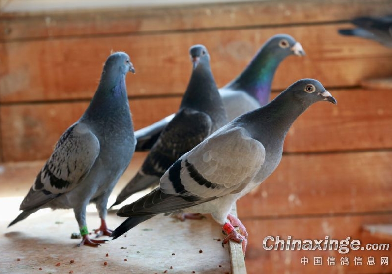 С˵�������ɣ����ʮ�������¸���