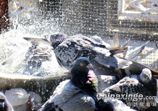 ����С֪ʶ���ָ������׳�ë�γ�׶�