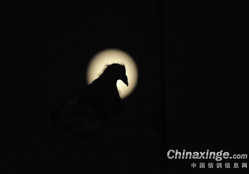 ���أ��ָ��µ����������ܷ�ɹھ�