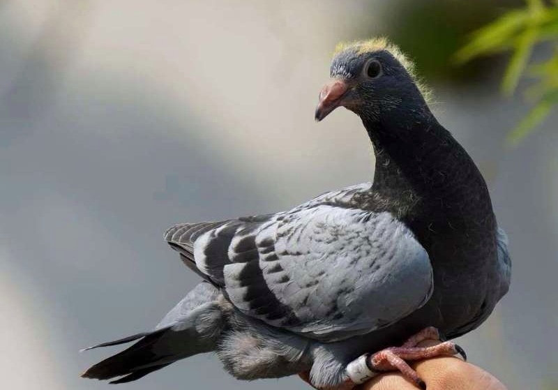 ���ֹؼ�һ�� ��׼�����ָ�״̬