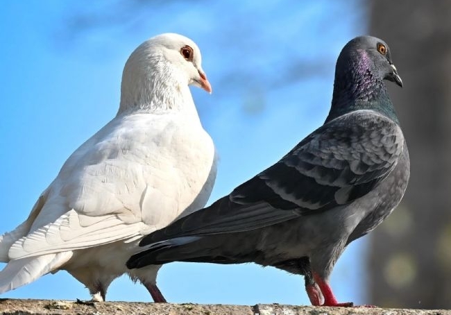 ����ƽ������С������桱�����֣�