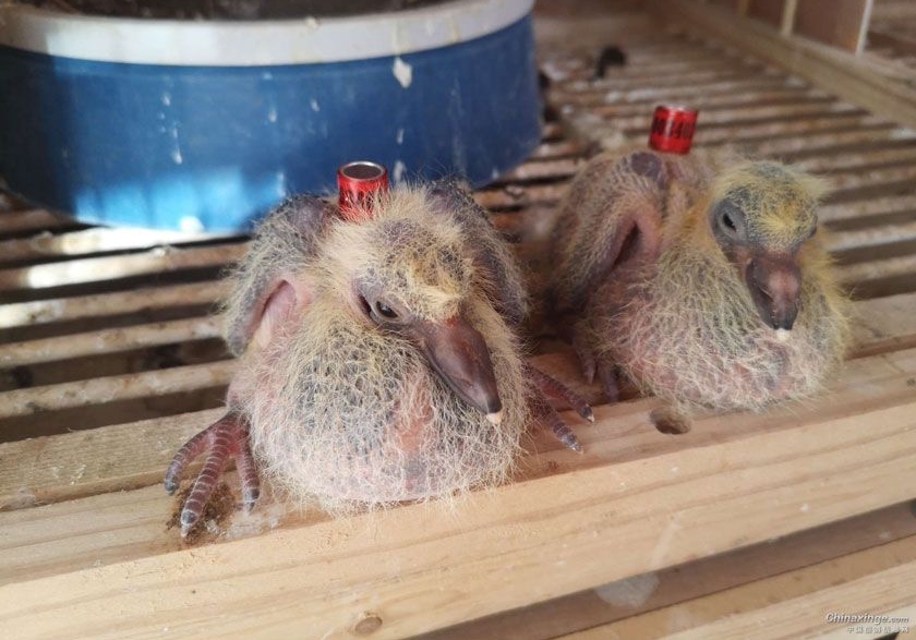 ��Żһ��׳ʵ����Ҫ��һ����ˮ