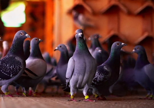 һ��ɸѡʮ�깦 ������ֵ������