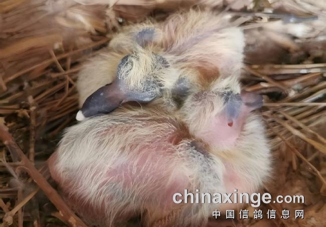 ����ø�������ʣ���ι̼ˮι����