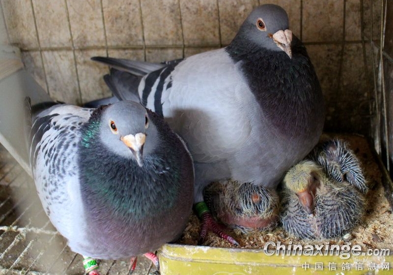 �ָ�������ܾ� ��ô������