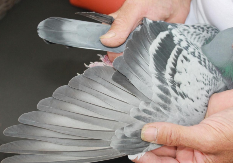 ���ӳ���Ѫ�� ����ԭ����������