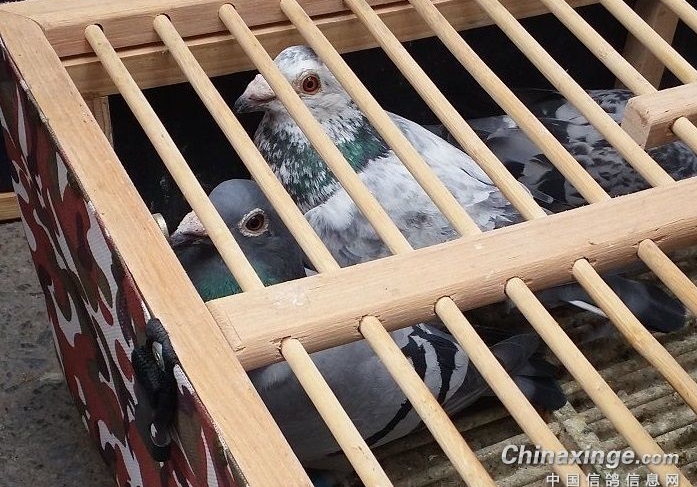 ѵ�Ž׶β����� �����϶��ɲ���