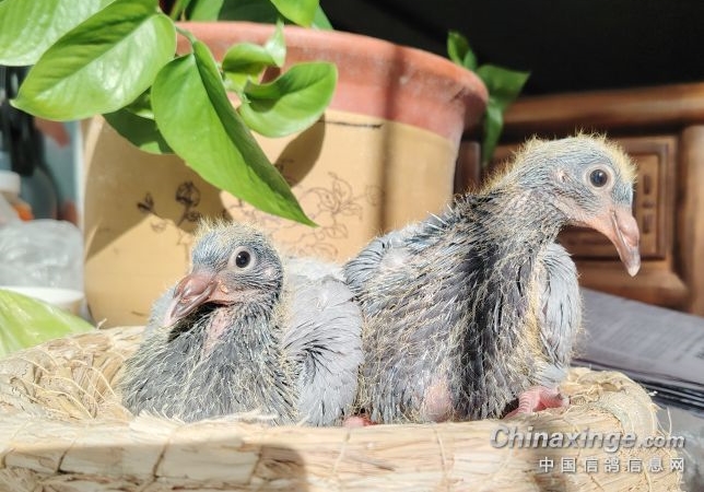 ������̫�ͱ���ͣ�� ����ֻ�����ϵ�ù��