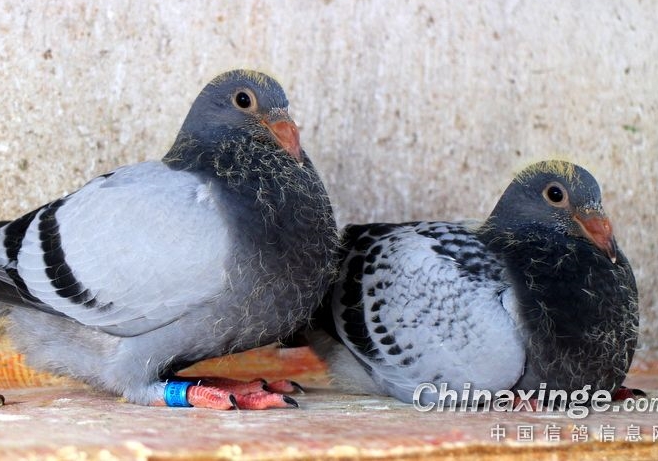 �ڻ��׸���Դ������