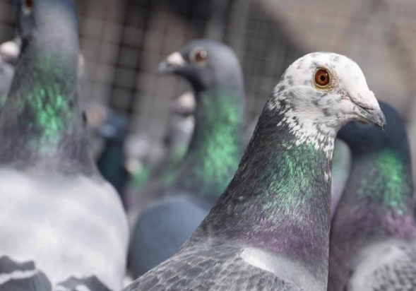 �ӽ��������Ӳ��ѣ���������˼·