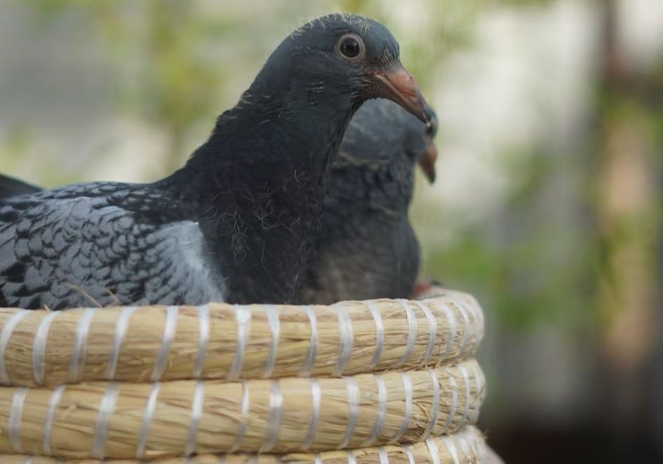 �׸����ѹ�����Щ��