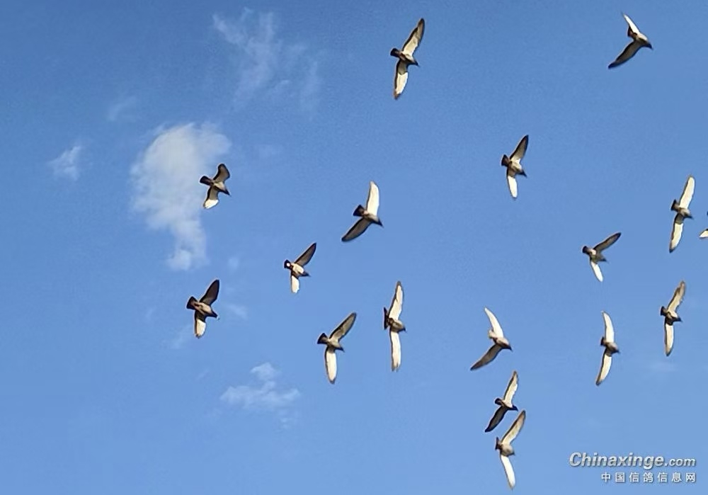 ��߷���1735����������3������