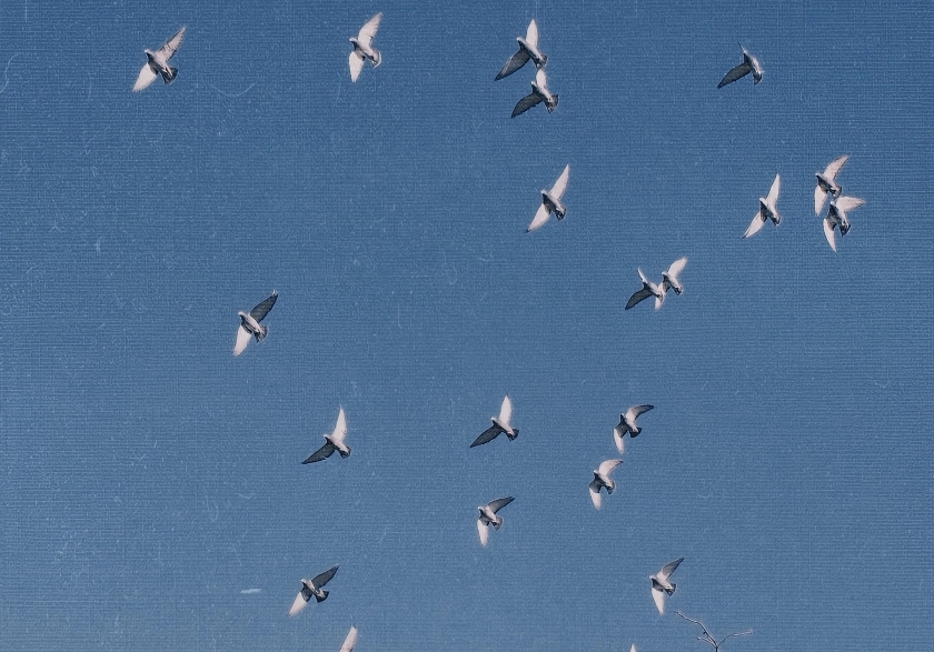 ���Ӽҷɲ��� �����������