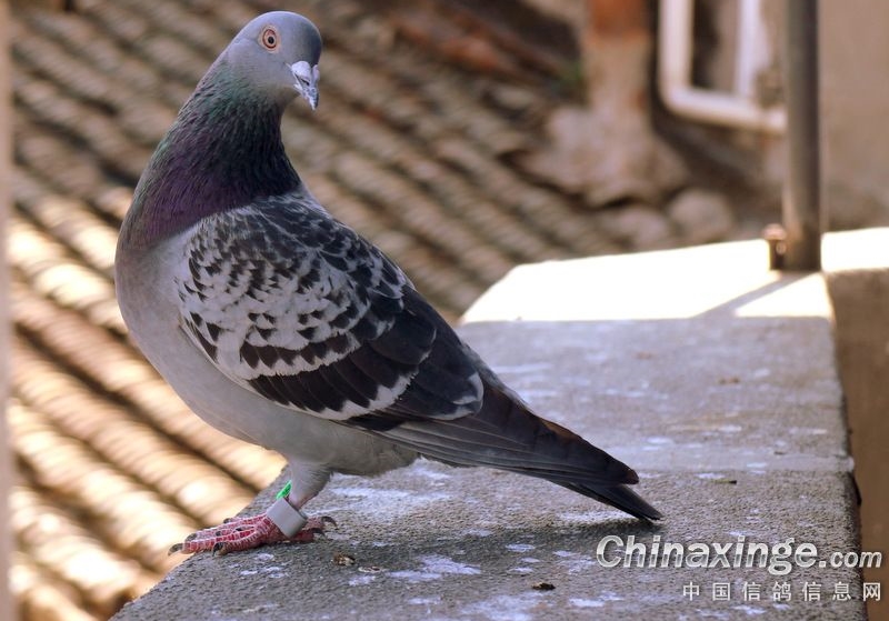 ���¿�ˮι���ӣ�����ʵս�ҽ��أ����취������ʤ�ؼ�