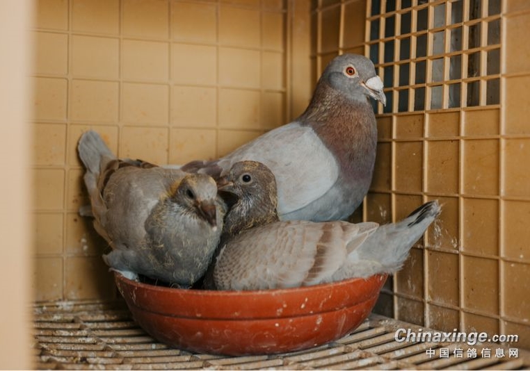 �ָ��������ϴ�ܣ�