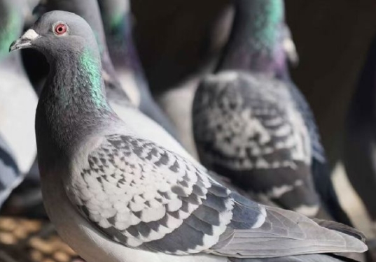 ���أ�Ϊ���׸�����Ӱ���׸�������