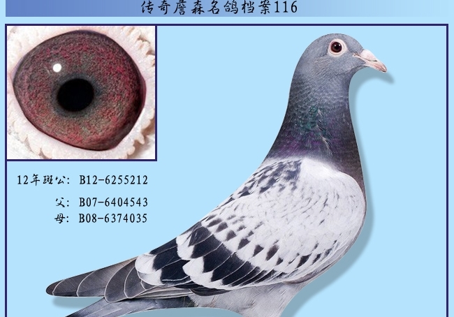 ղɭ���뵵��116�������212