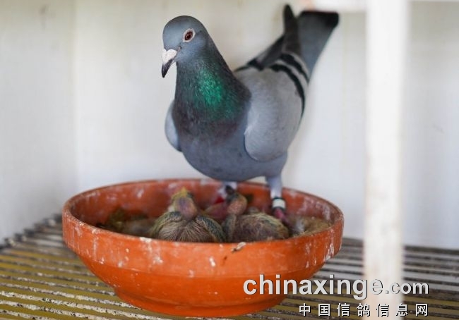 �ָ��Ի������ӻ���Ե���ë�γ�