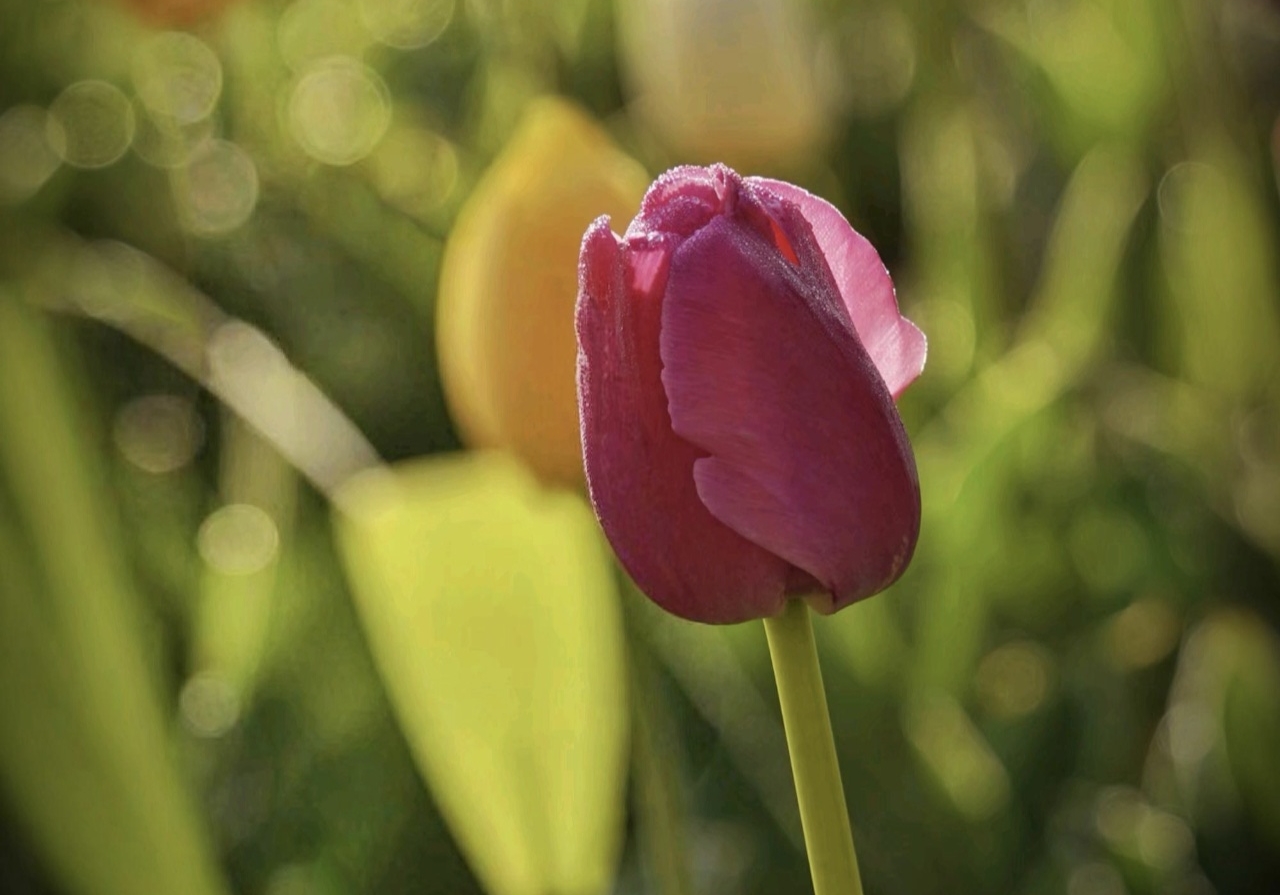 ��һ���ֻ�