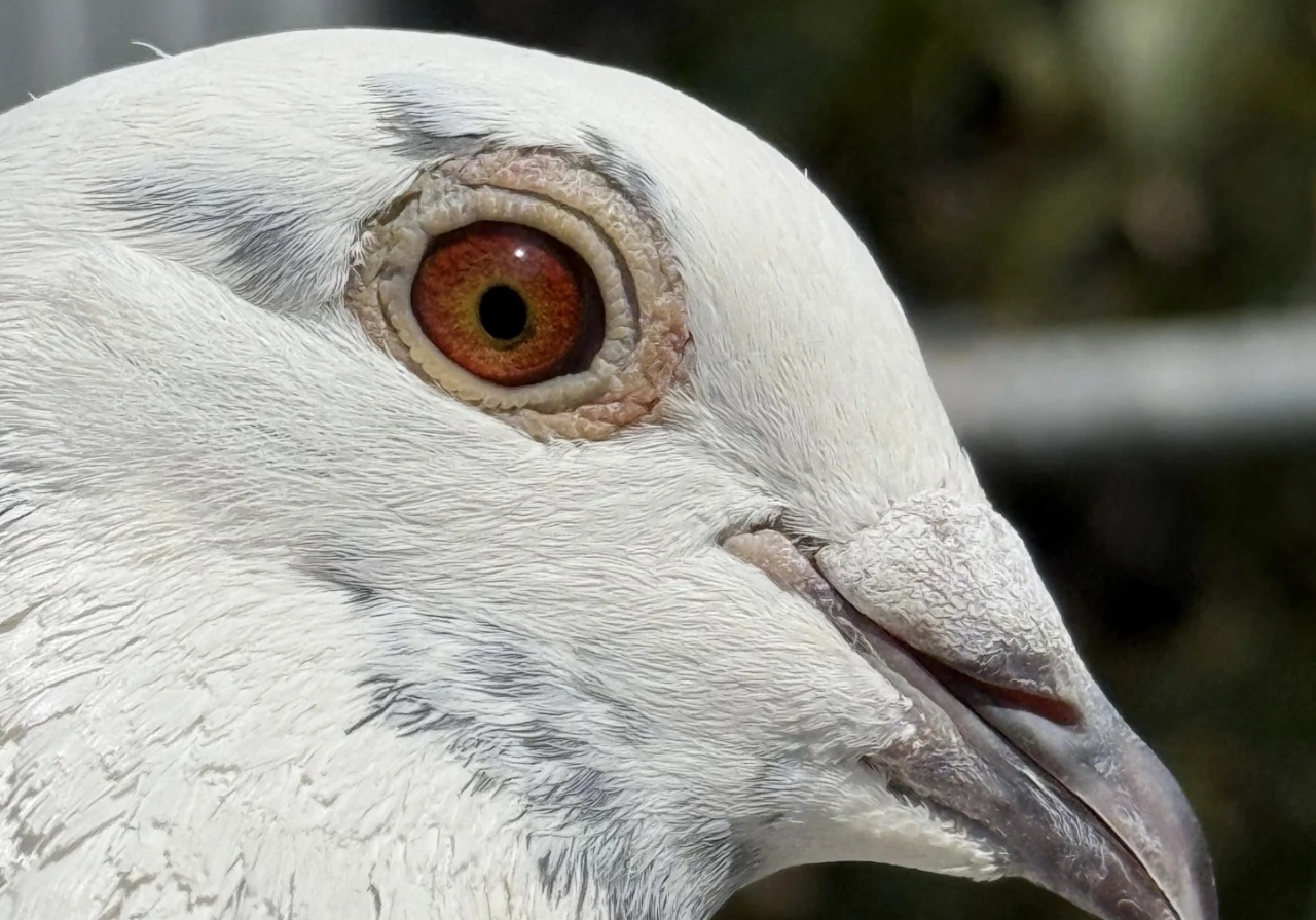 ������侫���� �Ӵ����׳���λ