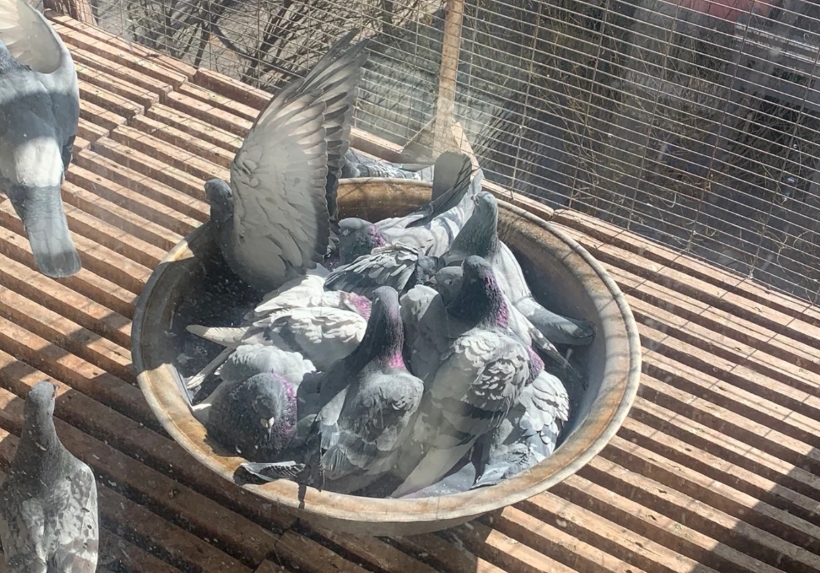 ��ϴ��ٴ�л ��۶෴��˵������