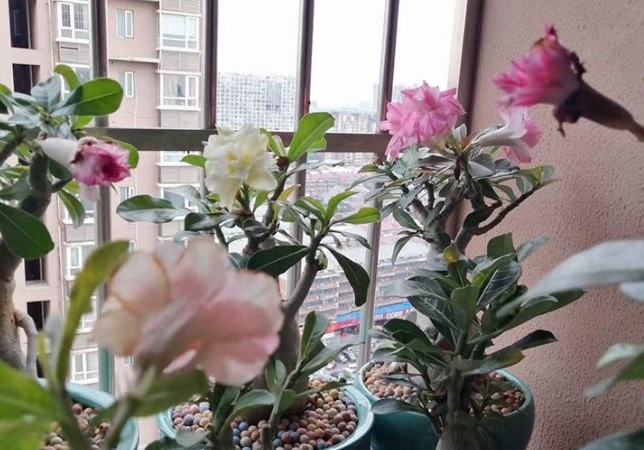 ��Ƭ����������ԯ���w�裨����