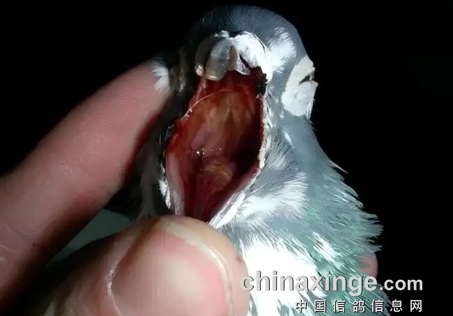 ����鳲������һ������������