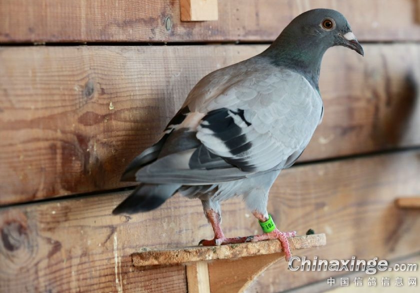 ����Թ鳲���� ���������ע��