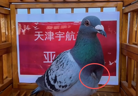 ���˷ɱ�����������Ǿ��ؿ����� ���ȼ���20���ӹ鳲